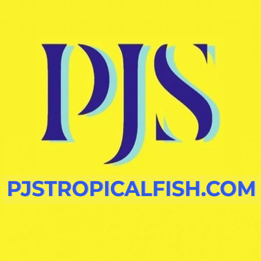 Cichlid African Victoria Archives Pj S Tropical Fish Inc