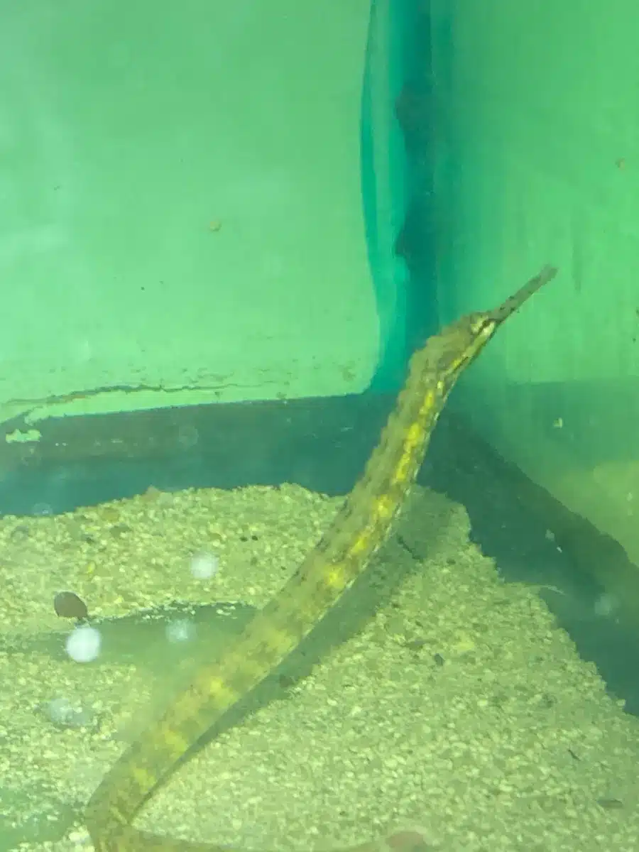 Pipefish Australian Banded