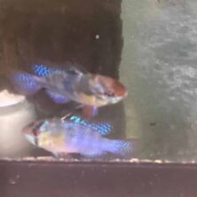 Cichlid SA Mikrogeophagus Ramirezi Blue