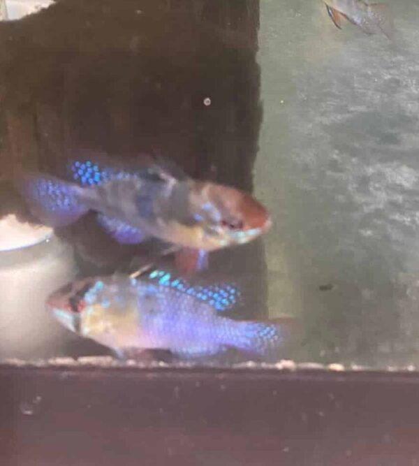 Cichlid SA Mikrogeophagus Ramirezi Blue