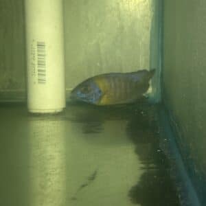 Red Sun (Red Shoulder X Sunshine) Male Tank#84