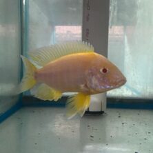 A fish is sitting in an aquarium on the floor.