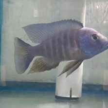 A fish is sitting on the glass of water.