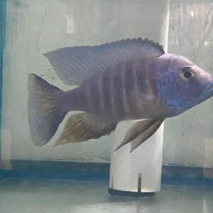 A fish is sitting on the glass of water.