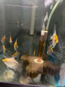 Angelfish Koi