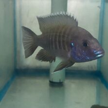 A fish is sitting in an aquarium with its head up.