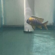 A fish is standing on the floor next to a pole.