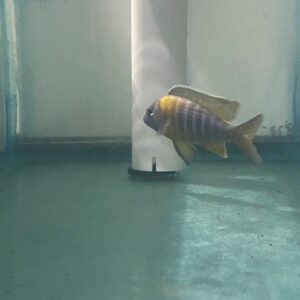 A fish is standing on the floor next to a pole.