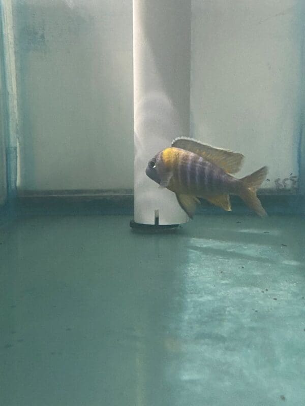 A fish is standing on the floor next to a pole.