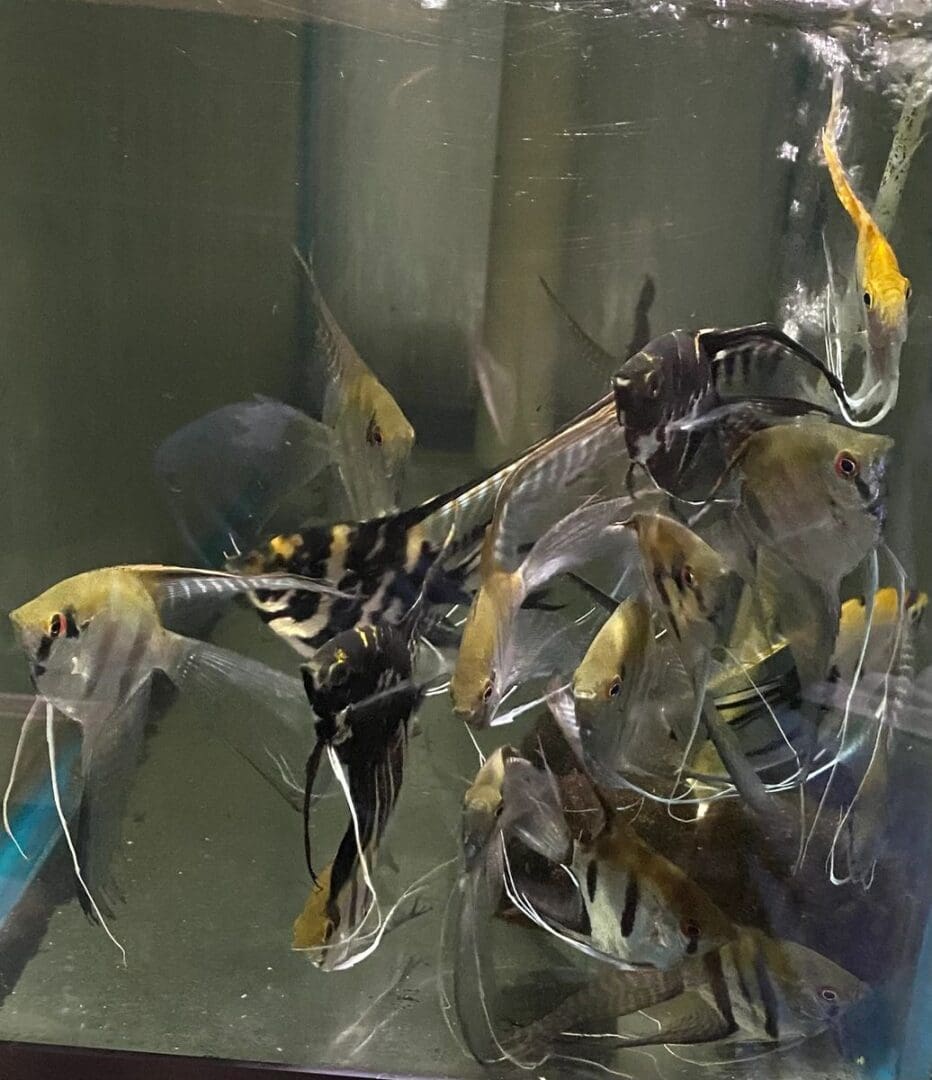 A fish swimming in an aquarium filled with lots of yellow and black fish.