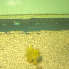 Goby Yellow Watchman