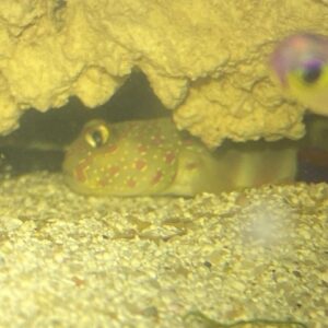 Goby Pink Spot Watchman