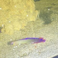 Firefish Purple