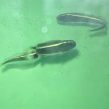 Two eels swimming in a body of water