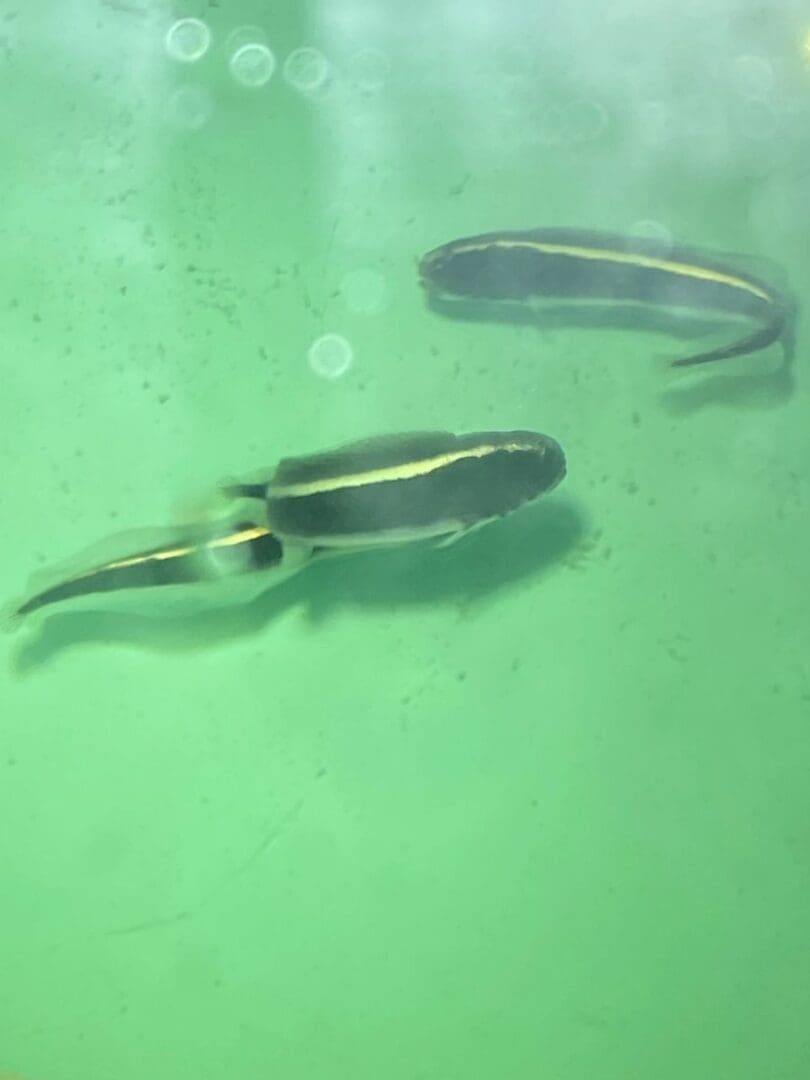 Two eels swimming in a body of water