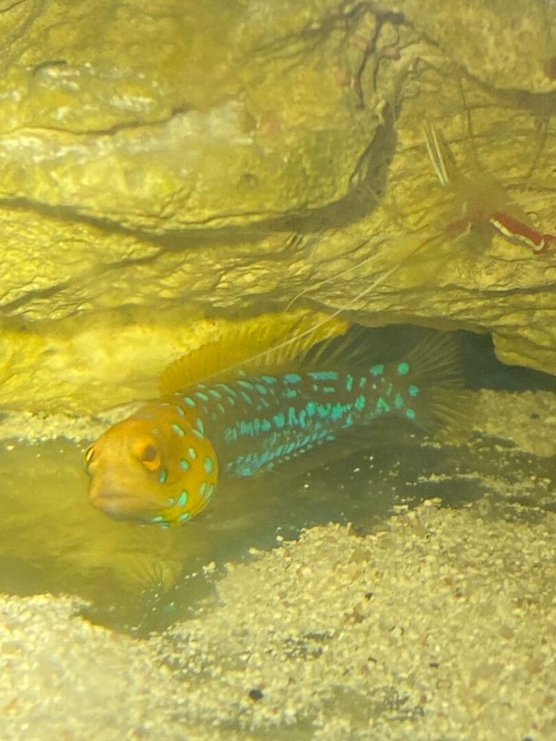 Jawfish Blue Spotted