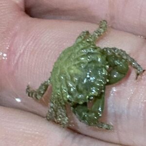 A close up of a person holding a frog