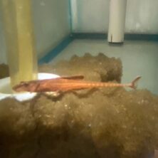 Catfish Red Loricaria