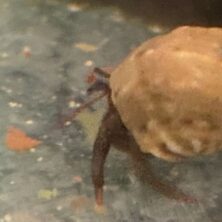 A spider crawling on the ground next to a rock.