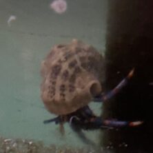 A snail is swimming in the water.