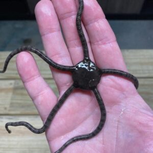 A hand holding a starfish.