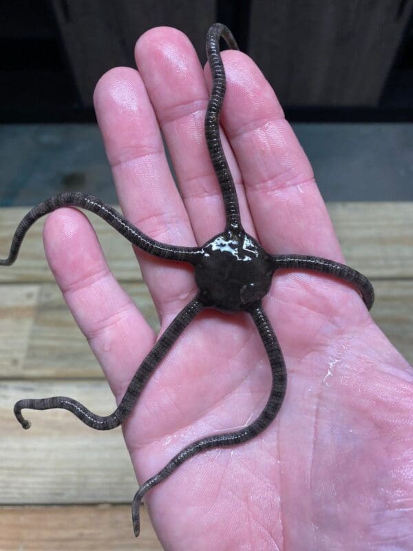 A hand holding a starfish.