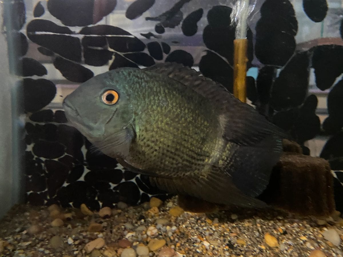 A fish is sitting in the dirt under a tree.