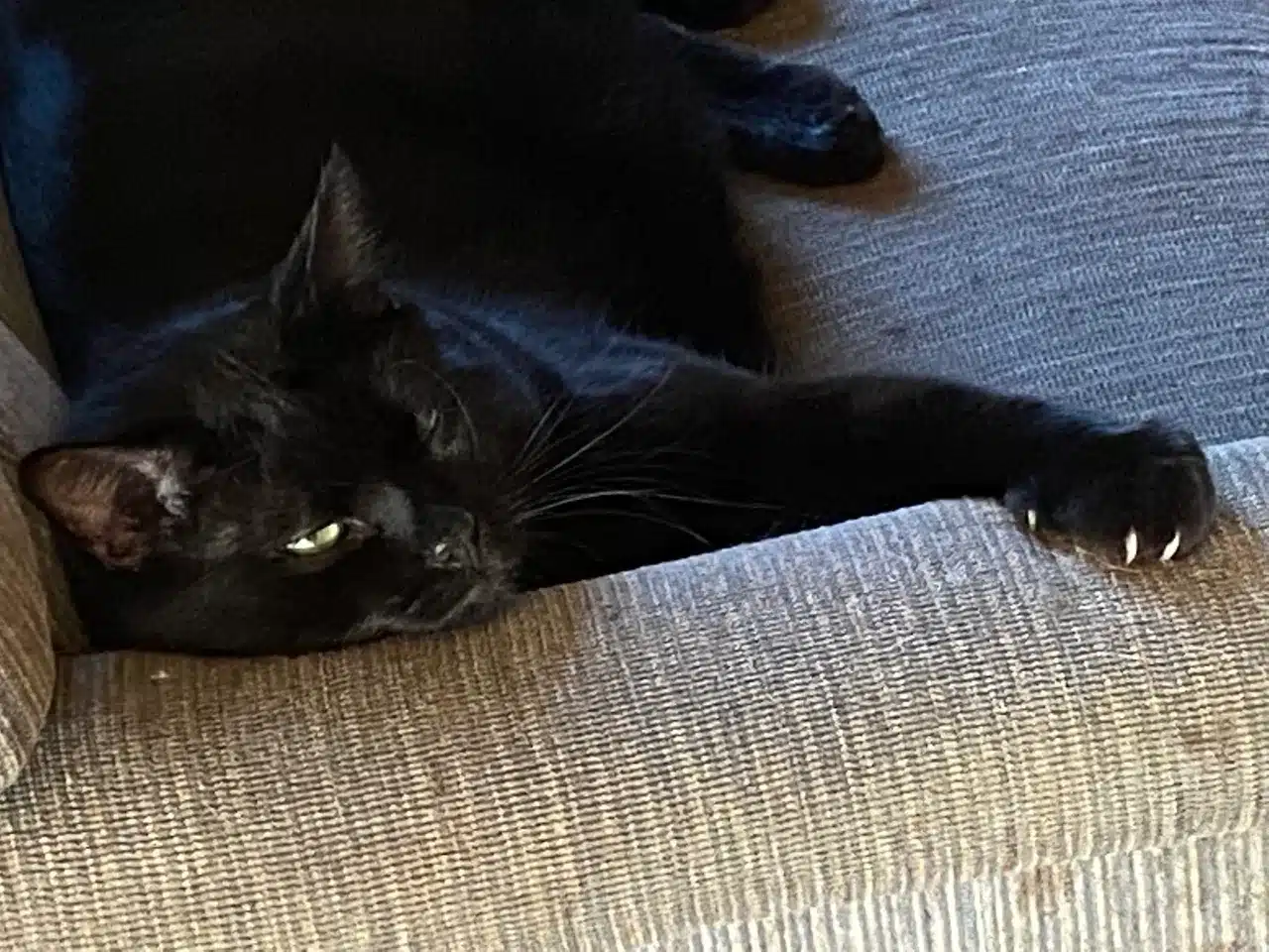 A black cat laying on the floor next to a wall.