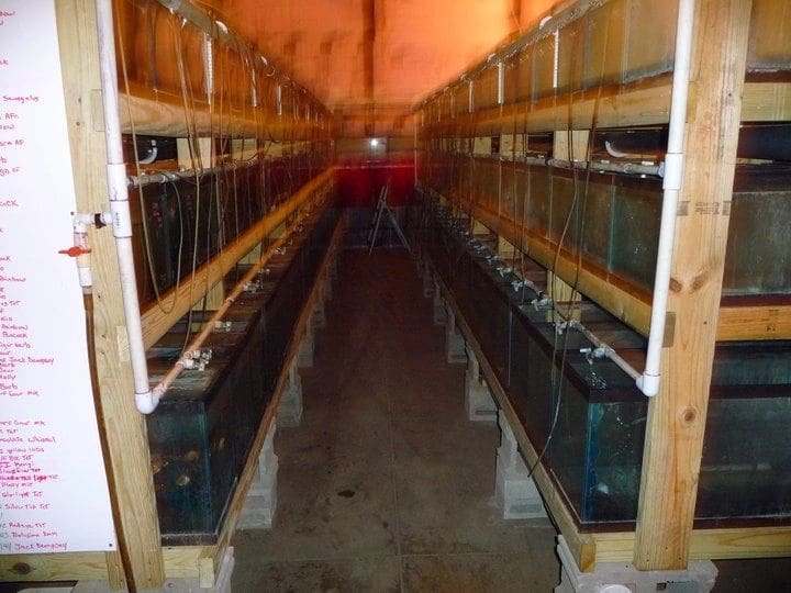 PJS Row of tanks