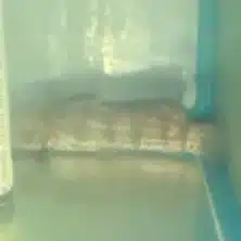 A snake is sitting on the ground in front of a window.