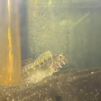 Blenny Lawnmower