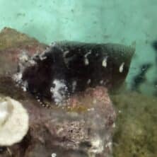 Blenny Starry