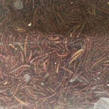 Bloodworms