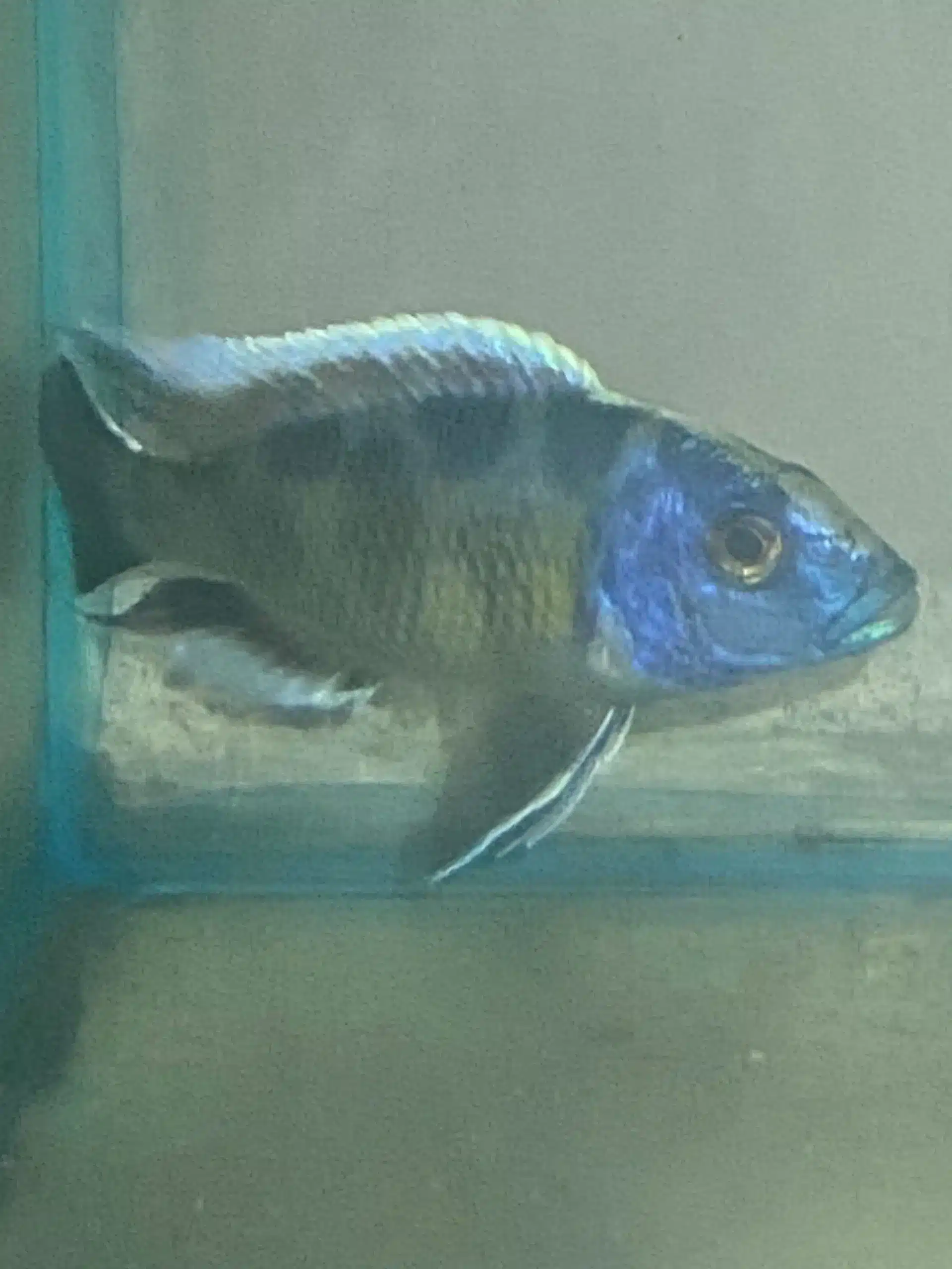 Nimbochromis Giraffe Venustus MALE