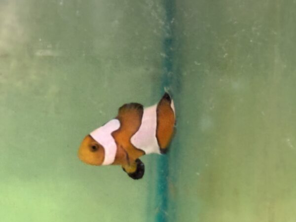 Clownfish Gladiator Oscellaris