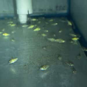 Catfish Corydoras Green
