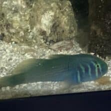 Goby Coral Green