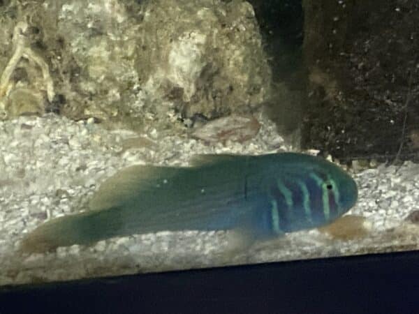 Goby Coral Green