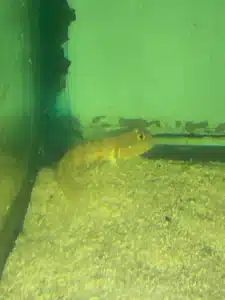 Goby Diamond Sleeper