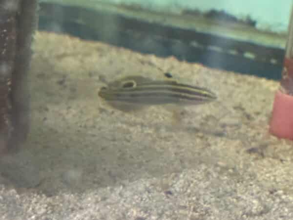 Goby Hectors