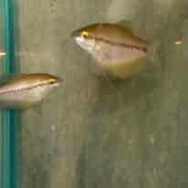 Gourami Pearl Lerri