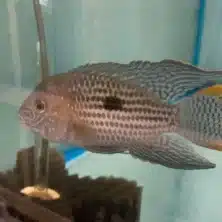 Cichlid SA Green Terror