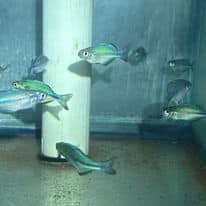 Rainbowfish Turquoise