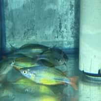 Rainbowfish Yellow