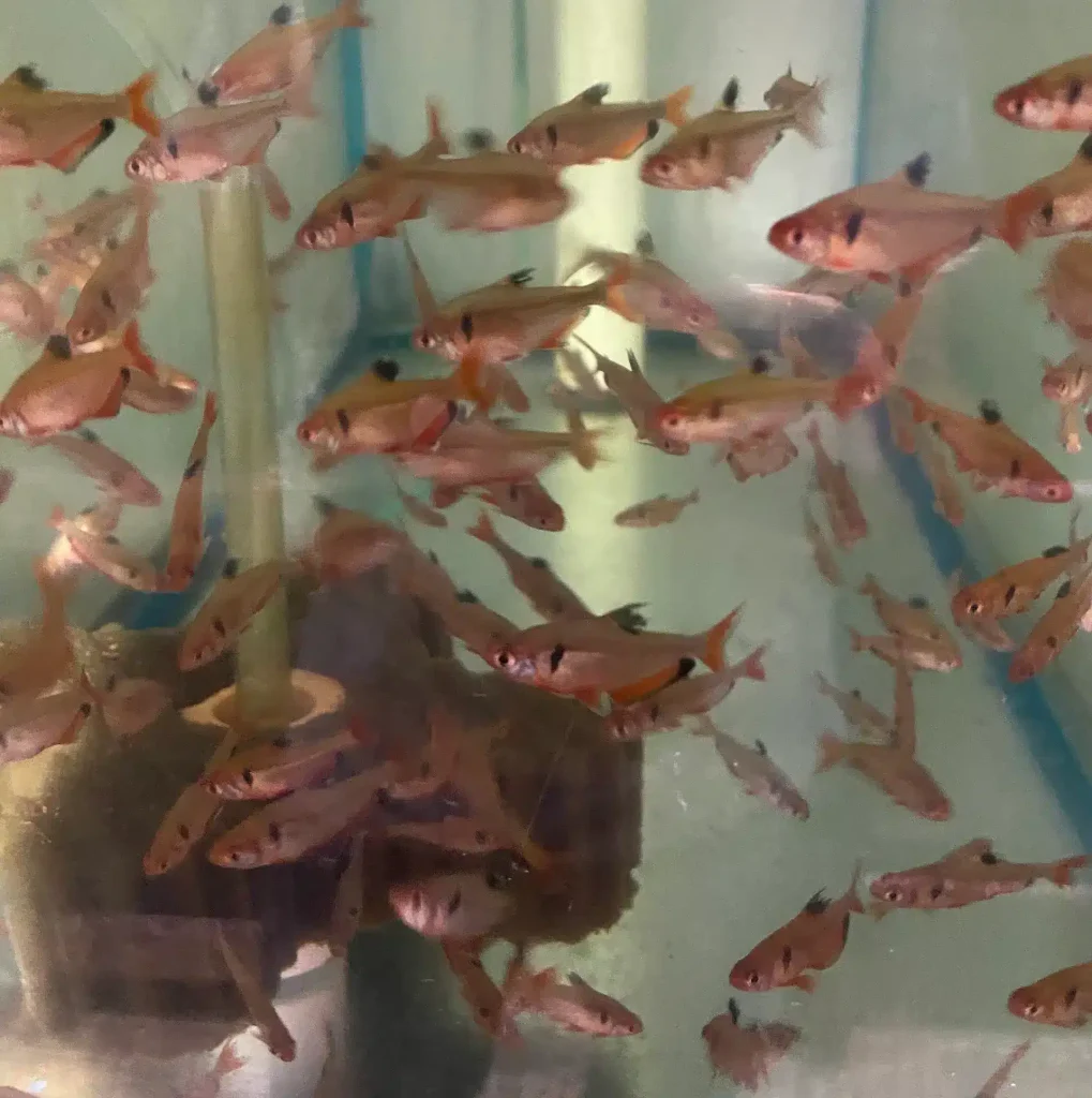 Tetra Serpae