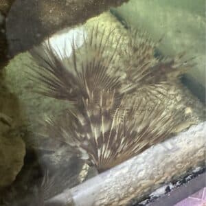 Worm Feather Duster Saltwater Reef Invertebrate