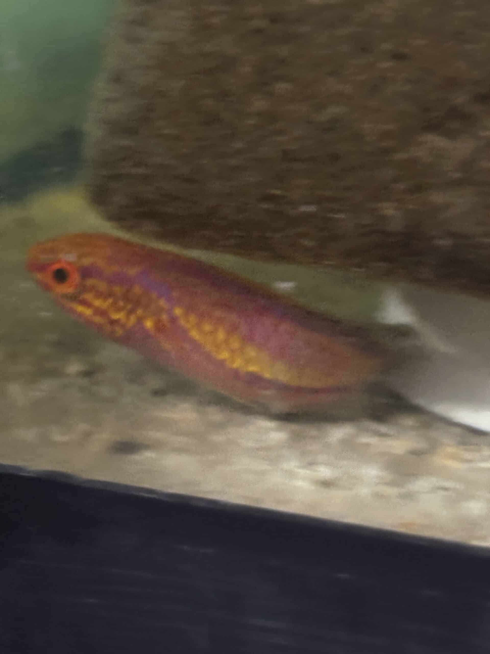 Wrasse Pin Tail Fairy Super male