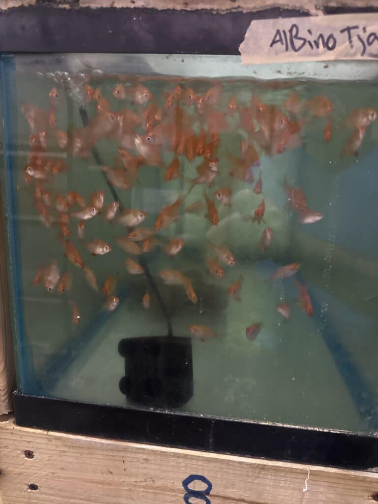 Barb Tiger Albino