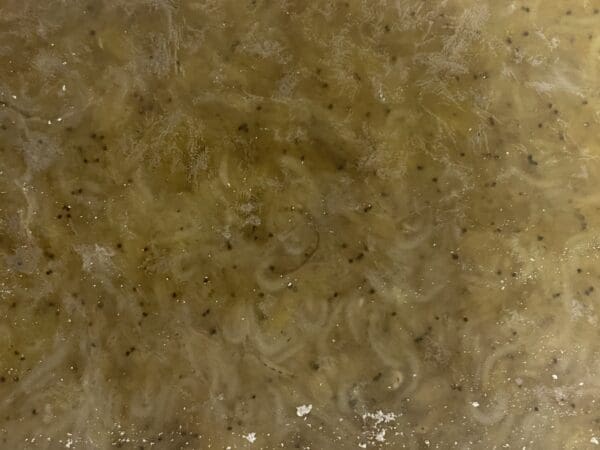 FROZEN Mysis Shrimp -17oz/min Flat