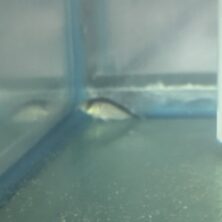 Catfish Corydoras Skunk